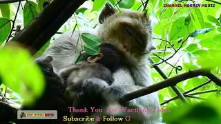 baby monkey & layla still hiding her baby on the high tree By  #Monkey Movie