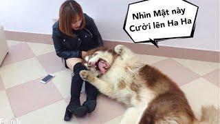 Giả vờ buồn thử lòng chó Mật - Pretend to be sad to see the dogs reaction