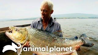 The Biggest Monsters of Season 2  River Monsters  Animal Planet