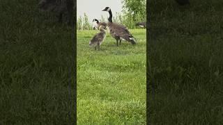 geese walking with children