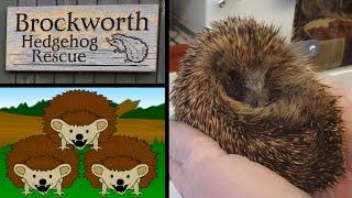 Brockworth Hedgehog Rescue Charity Fundraiser Documentary - PLUS new Koit Hedgehogs Animation