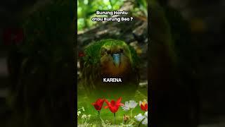 Burung Hantu atau Burung Beo kakapo bird #feedshorts #shortvideo #burung #faktaunik