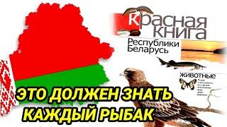 Какие виды рыб ЗАПРЕЩЕНО ловить в Беларуси. Красная книга  Беларуси Рыбы