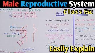 Male Reproductive System Structure  Spermatogenesis  Class 12 Biology