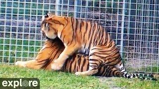 Tigers get frisky