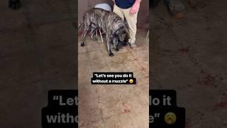 Dog Trainer Accepts The Biggest Challenge Yet  No Muzzle 