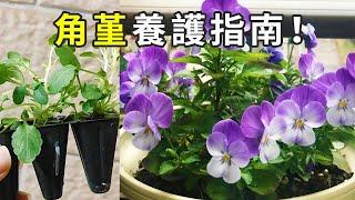 Horned Pansy bloom better indoors than outdoors? You can grow them in a small garden 【January 27】