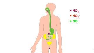 Why dietary nitrate is hard to beet - Andrew Webb