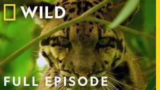 Indias Wild Leopard Full Episode  Nat Geo Wild