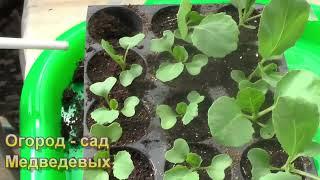 Условия для посева ранней капусты