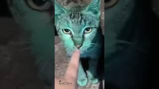 Ko kucing bisa warna ijo kaya hulk si  #kucinglucu #cat #funny