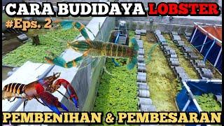 PAHAMI SKALA PEMBENIHAN DALAM BUDIDAYA LOBSTER AIR TAWAR - #Eps. 2 Cara Budidaya Lobster air tawar 