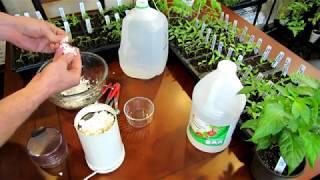 How to Make an Eggshell & Vinegar Fertilizer to Manage Blossom End Rot - Recipe & Use  DIY Ep-2