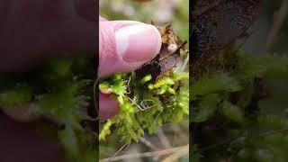 Una minúscula seta de hoja de encina Marasmius quercophilus