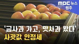 2024. 9. 10 원주MBC 금사과 가고 맛사과 왔다.. 사괏값 안정세