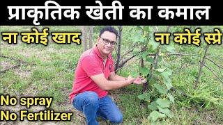 Magic of Natural Farming  प्राकृतिक खेती का कमाल  Prakritik Kheti Kaise Kare