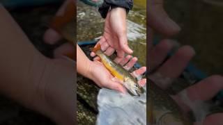 A wild small stream brook trout caught on @GeorgeDanielFlyFishing’s Purple Humpy dry fly