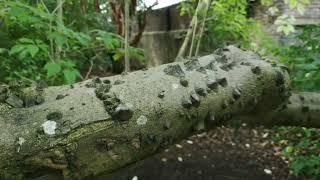 Как выглядит в природе дерево Zanthoxylum - сычуаньский перец.Tree of Sichuan pepper Zanthoxylum.