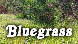 ▶️ Bluegrass Instrumental Music With Video Of Blue Grass Butterflies In Spring. Happy Music. 