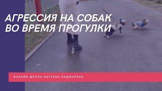 Агрессия на собак во время прогулки до обучения в Школе Антуана Наджаряна #воспитаниесобак