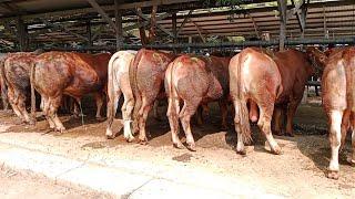 Super Super‼️Sapi Belgian Blue Sudah mulai Masuk  Pasar Hewan Terpadu Tulungaung 