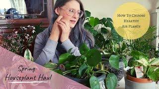 Spring Houseplant Haul  how to pick healthy air plants  2019