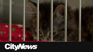 Adoption fees lowered at Calgarys Animal Services Centre