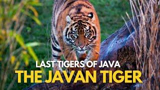 Last Tigers of Java  The Javan Tiger