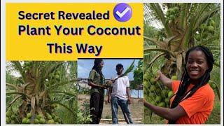 Starting a Profitable Coconut Farming Business in Ghana planting coconut tree and fertilizer tips