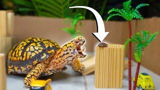 Top 5 BEST BOX TURTLE Foods You Can Buy