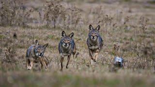 Mastering the Art of Calling in Coyotes