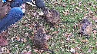 NUTRIA Rats Feeding Time  Exotic Rodents in Prague  Jan Tom Yam