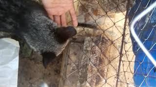 Musang kampung.. Mau makan