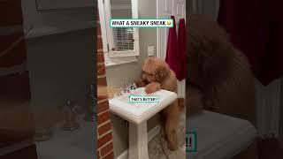 This cheeky dog turns on tap to have a drink        Contentbible