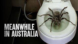 Surviving More Deadly Australian Animals