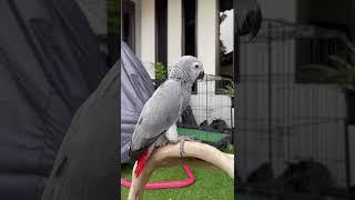 Marvell’s Updates  2 Months Old Baby African Grey Parrot 