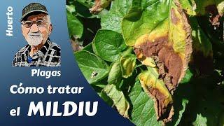 ALL about MILDIU the worst plague of our ORCHARD