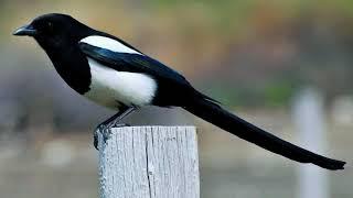 Black-billed magpie call Black-billed magpie singing HD black-billed magpie sound