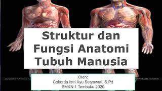 Struktur dan fungsi anatomi tubuh manusia