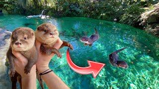 BABY OTTERS GO SWIMMING IN GIANT FRESHWATER LAGOON  WHAT HAPPENS ?