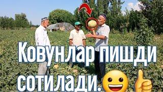 Ковунлар пишти сотилади.️