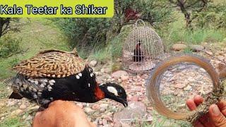 Black Francolin Hunting  Pheasant Hunting Kala Teetar Shikar  Kala Teetar Shikar Karne ka Tarika