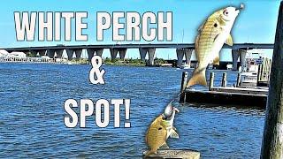 HOW TO CATCH WHITE PERCH and SPOT Kent Narrows Fishing in Maryland