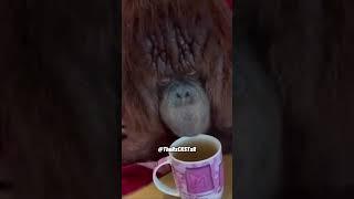 Nothing Like a Hot Cup of Coffee - RxCKSTxR Comedy Voiceover