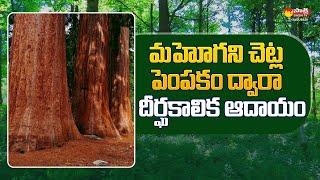 Mahogany Tree Farming  How To Start Mahogany Farming @SakshiTVSagubadi