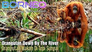 wild Orangutan looking for fruit in the river Orangutan di tepi sungai @orangutanhouseboattour6258