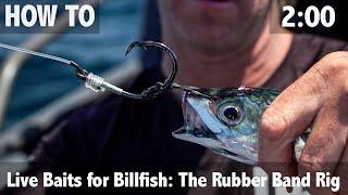 Livebaits for billfish the rubber band rig