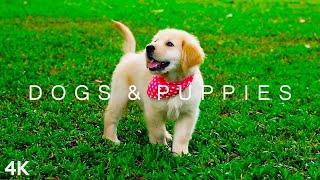DOGS & PUPPIES in 4K  2 Hours  Relaxing Ambient Music Strings Cute Pets
