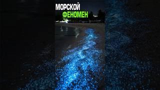 Морской феномен светящейся воды #факты #природа #животные