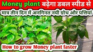 How To Grow Money Plant Faster.Grow money plant underwater.Money plant care.MONEY PLANT. मनी प्लांट.